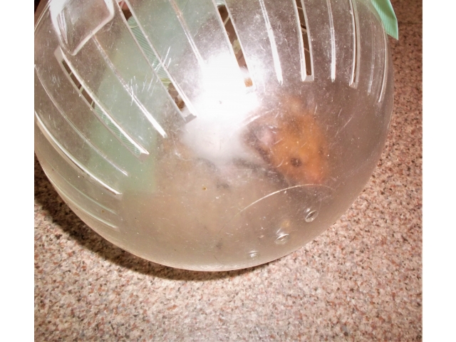 夜は活発になる為、透明なボールに入ってもらい散歩しています。可愛いあいちゃんにいつでも会いにきてください。養護職員一同お待ちしております。