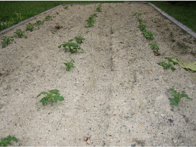 9月に植えて頂いたじゃがいも