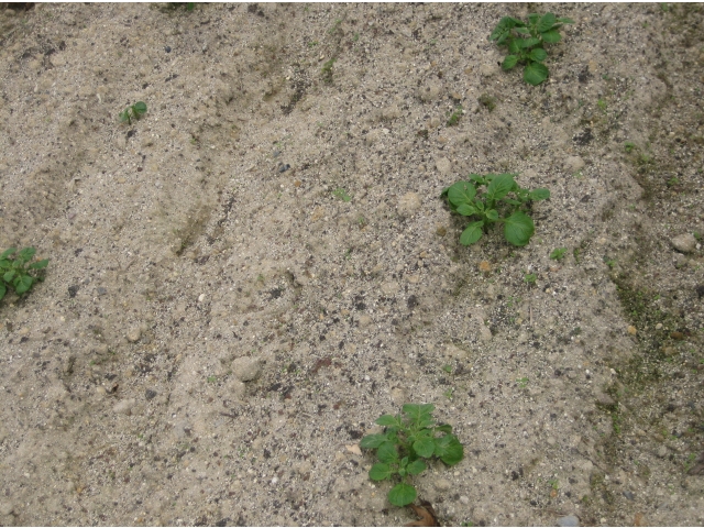 9月30日、芽が出たばかりです