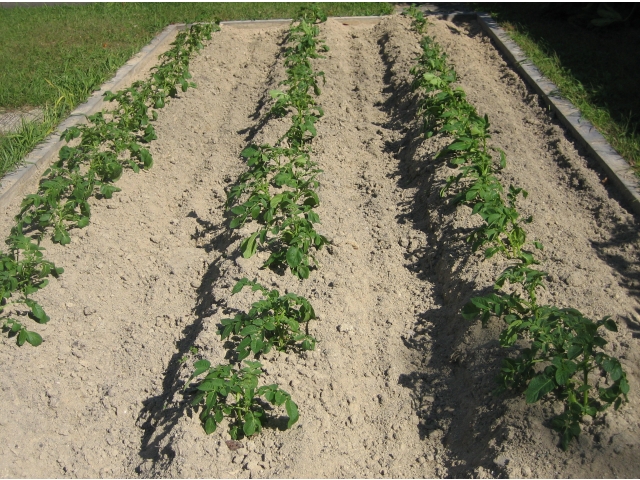 順調に育ってきました