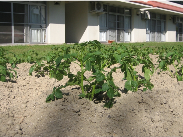 10月8日、収穫が楽しみです