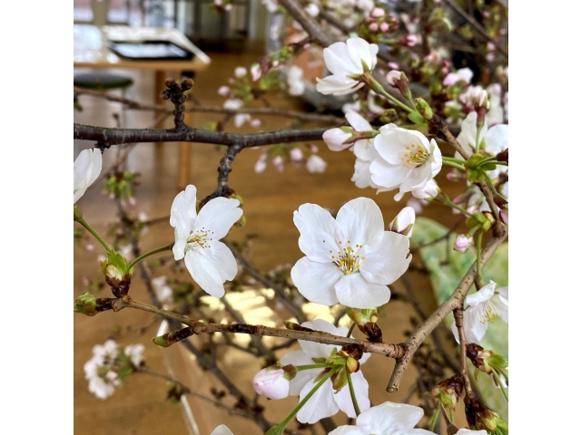 食堂は桜でいっぱいです。
