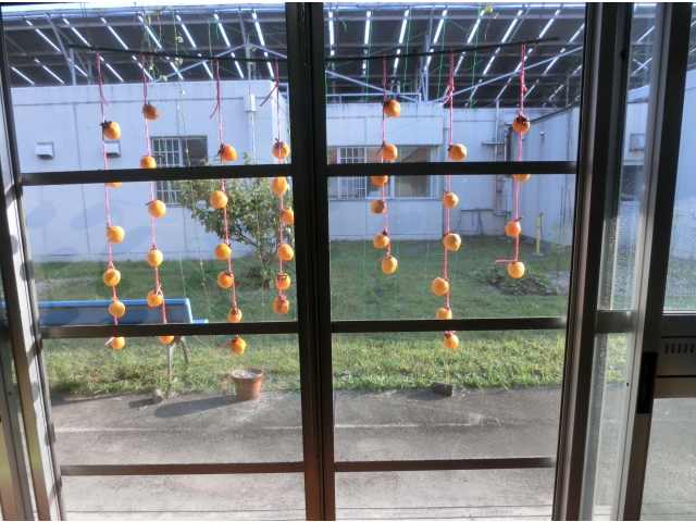 中庭に吊るして、干し柿が美味しくなるのを心待ちにしています。