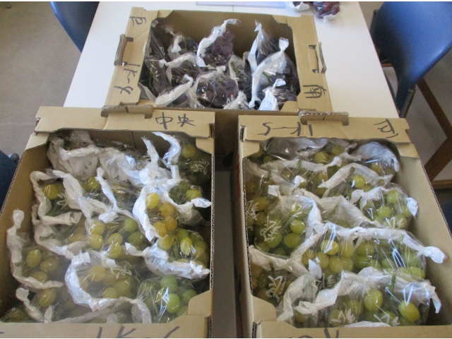 おいしそうな、たくさんのぶどうが何種類も入っていました。