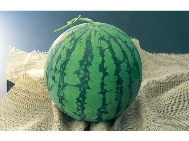 大きなすいかを1玉いただきました🍉