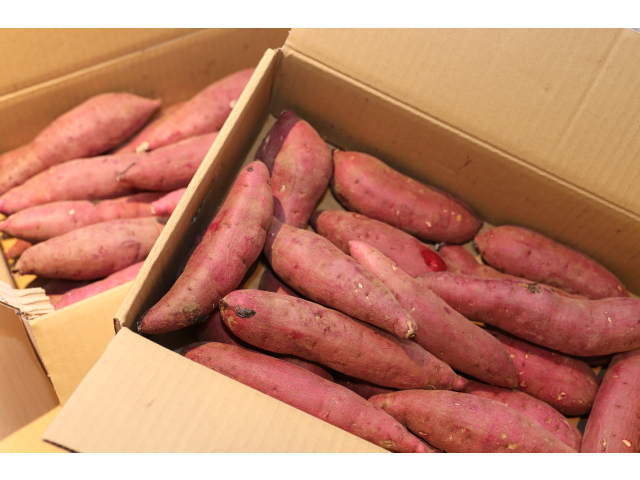 本日使用するさつま芋🍠