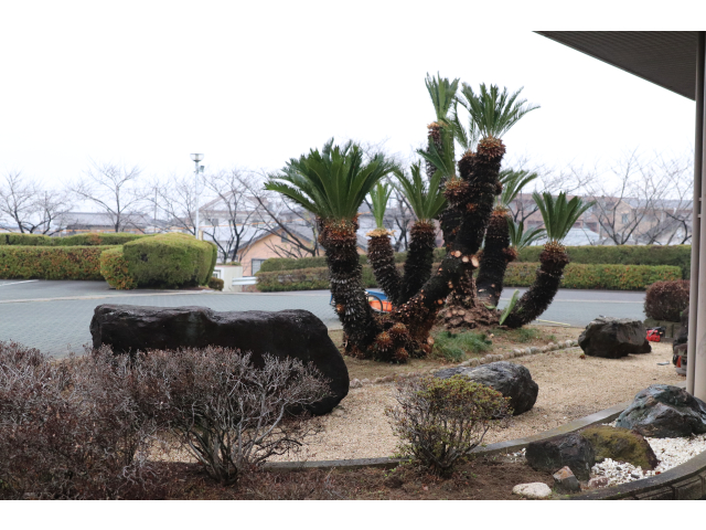 ソテツも剪定していただきました🤗