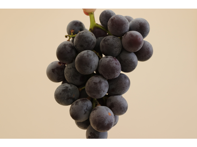 巨峰🍇