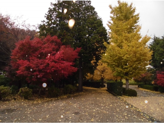 11/25　雨の紅葉