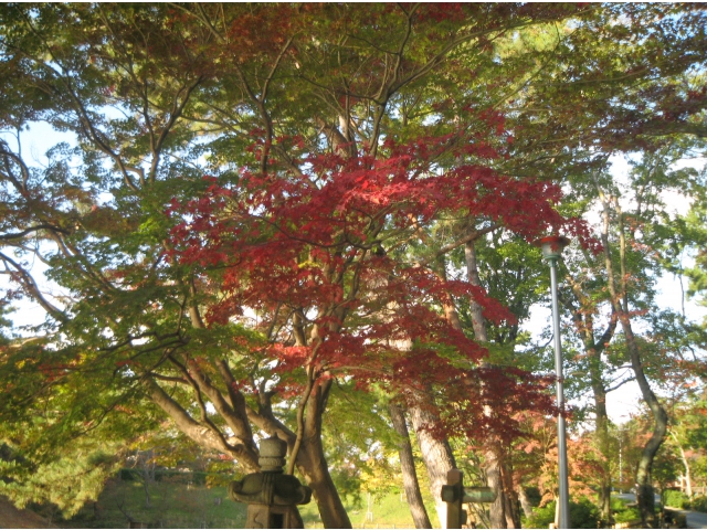 東公園の紅葉です。