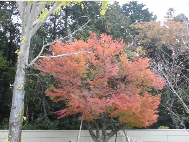 紅葉がきれいです