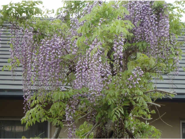 見事に咲きました