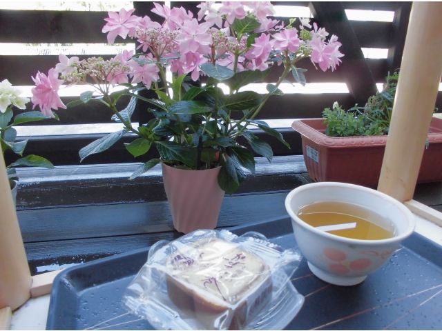 アジサイもきれいに咲いてます