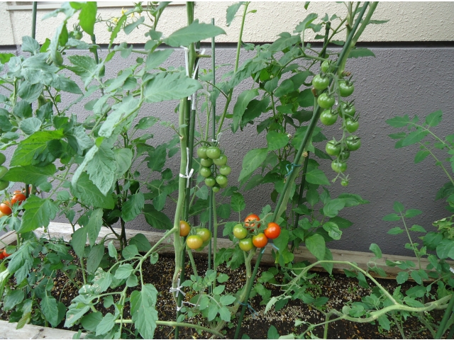 トマトが数珠つなぎに