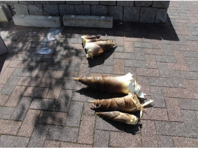 今年の収穫です