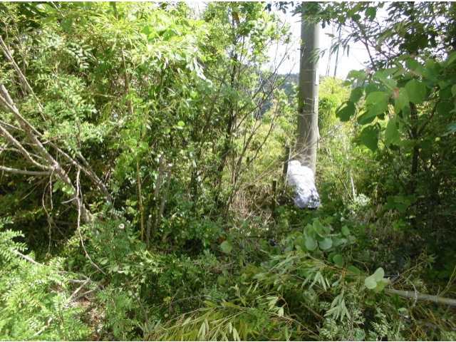 生い茂っています