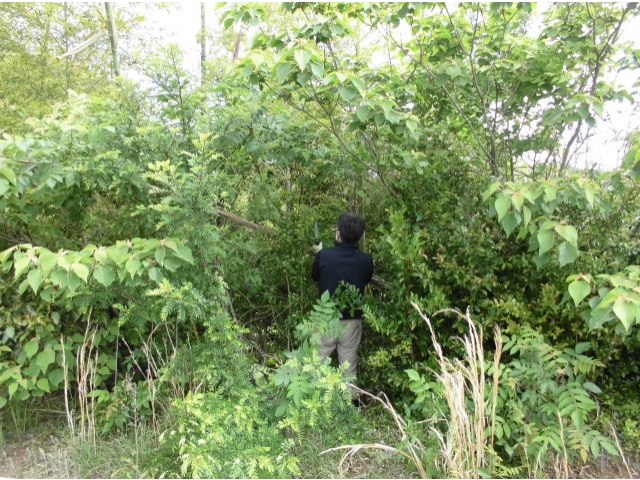 棘のある木が沢山あって危険です