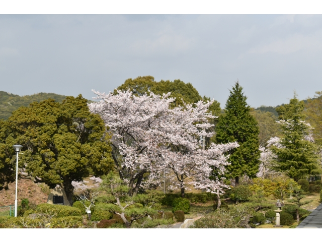 お隣の小学校の桜です