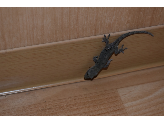 やもり⇒岡崎苑の守り神