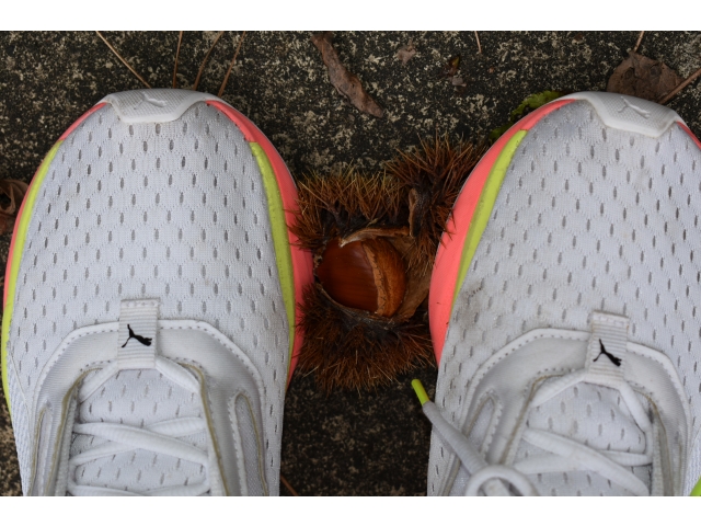 靴で踏みながら栗を
取り出します
