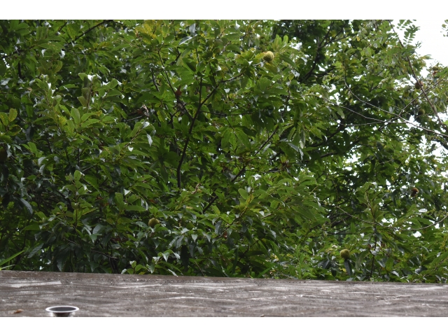 わかりにくいけど
これが栗の木