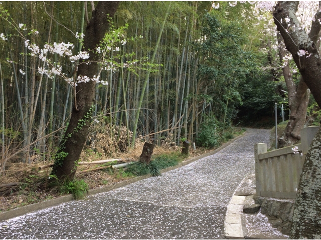 『竹林の桜』y.o