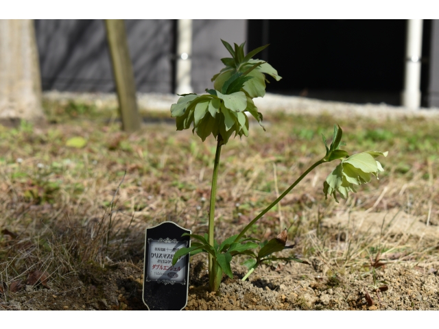 クリスマスローズ