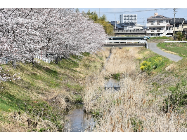 竜泉寺川沿いの桜並木