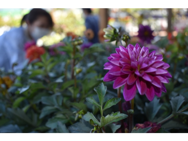 美しい花がたくさんあります　楽しみですね