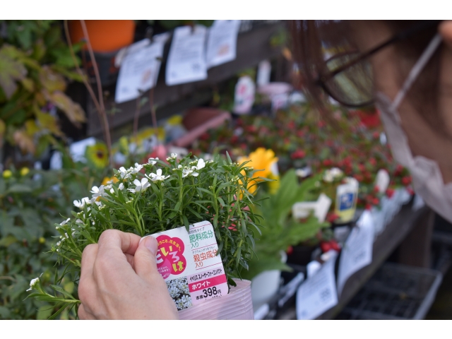 花苗買出