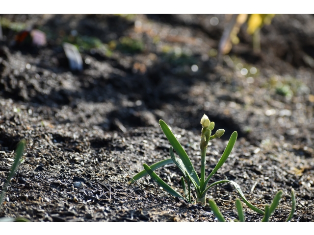 ニホンスイセン