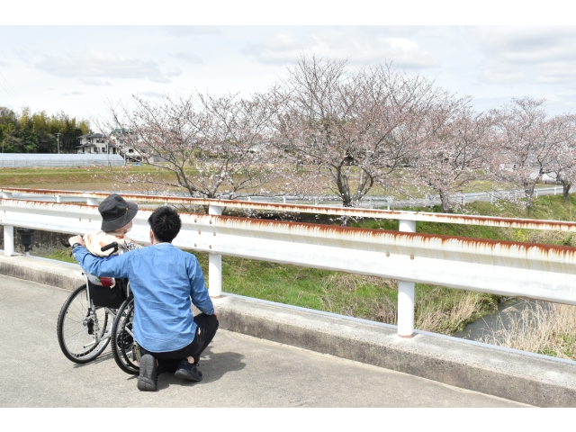 まだあまり咲いてないねぇ(;´･ω･)