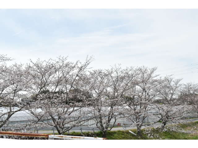 咲いてる♪咲いてる(^^♪