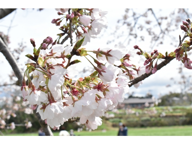 アップでどうぞ( *´艸｀)