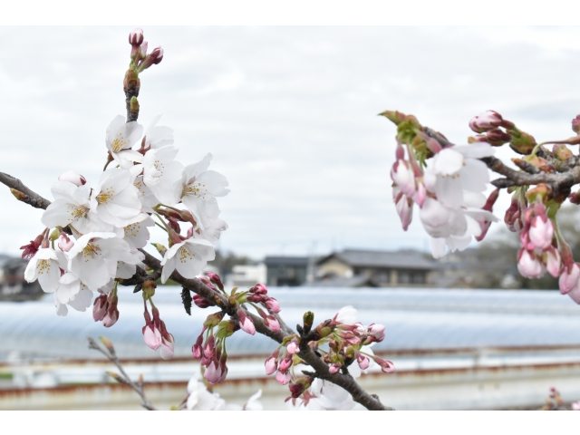 綺麗に咲いてました(*´ω｀*)