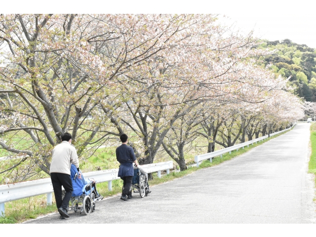 葉桜だけど綺麗だねぇ( *´艸｀)