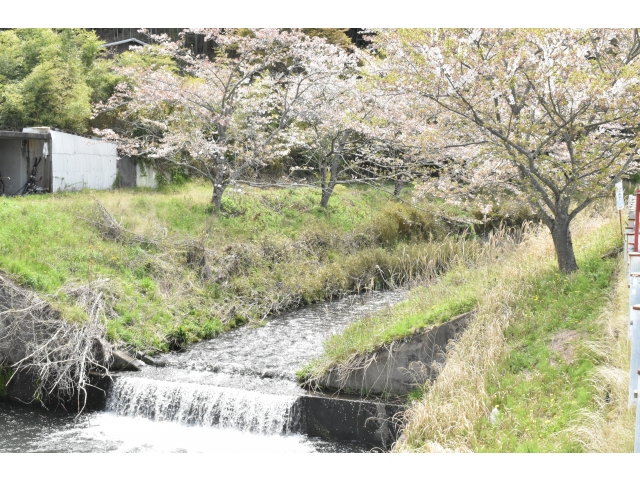 川沿いの桜🌺