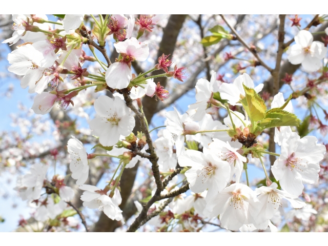 本日の桜です🌺