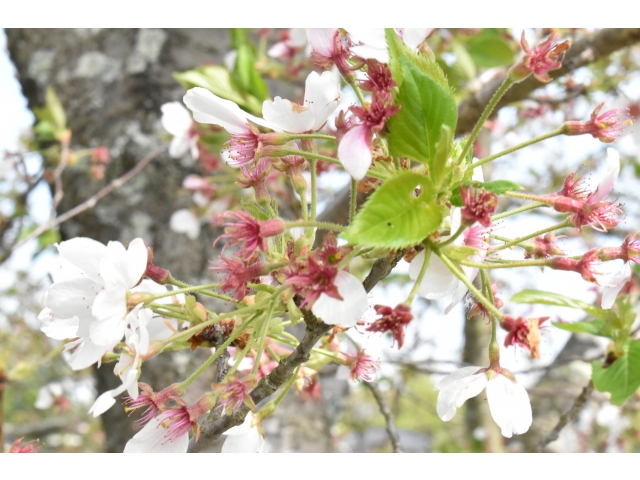桜の花の生き残り発見(☆Д☆)