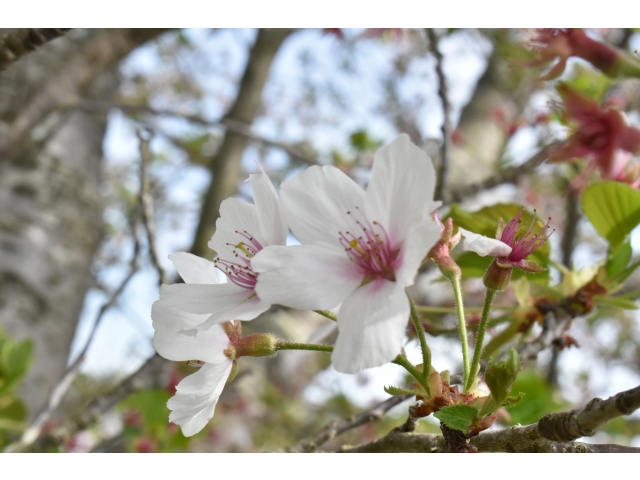 今年最後の桜です(^^♪