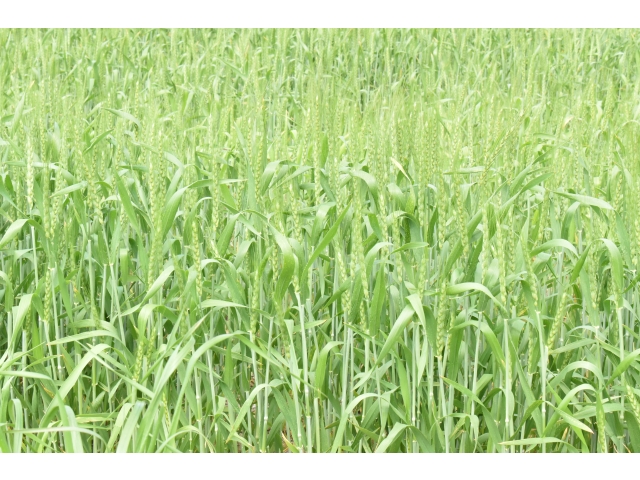 麦は青々と育ってました(´∀｀*)