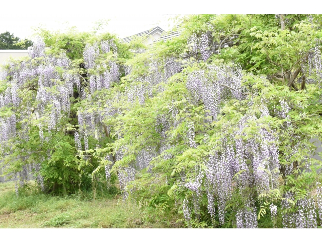 この写真は入居者さんの居室から撮りましたﾊﾟｼｬﾘ✧p◎qω•,,´)ﾊﾟｼｬ