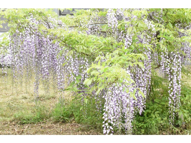 綺麗に咲いてます(⌒∇⌒)