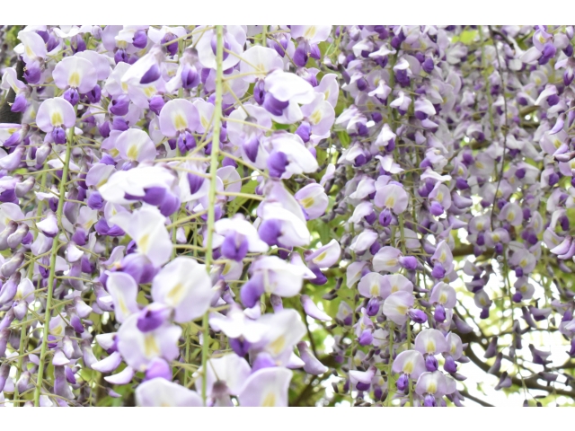 アップで撮ってみました(≧∇≦)撮り方が難しいです(・ω・;)          