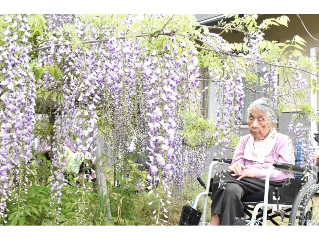 藤の間から覗く入居者さん( *´ω`* )