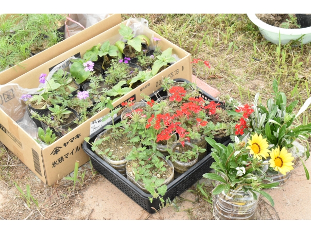 今回花壇に植えた花たちですヾ(*´∀｀）ノゎーぃ