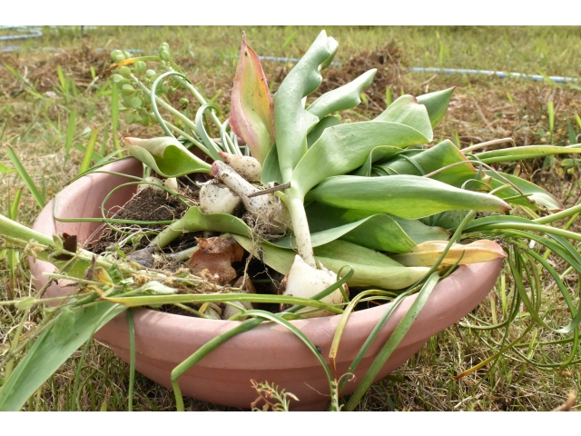 こちらは球根たちヾ(*´∀｀*）ノ