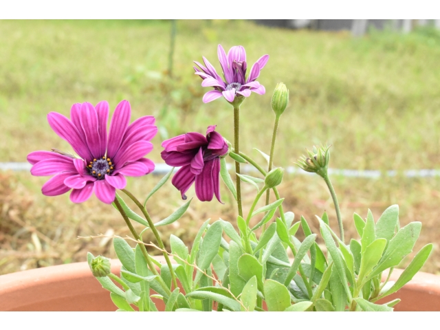 プランターに植えた花　その1(*´ω｀*)