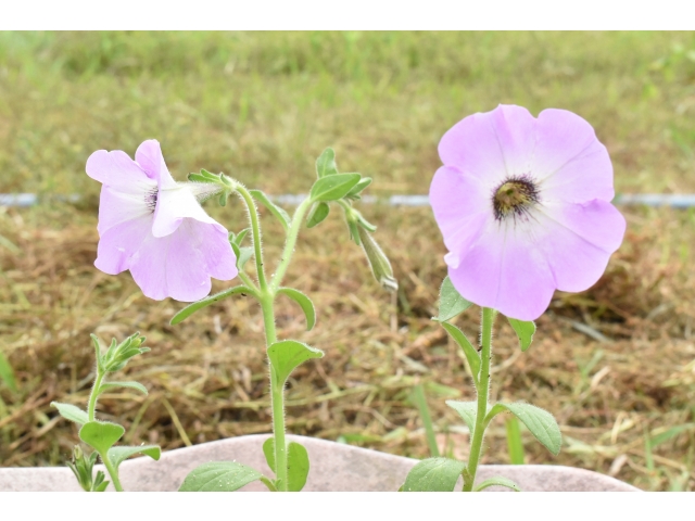 プランターに植えた花　その2(*^▽^*)