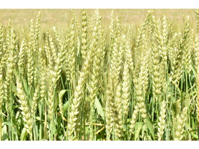 大きく実った麦🌱